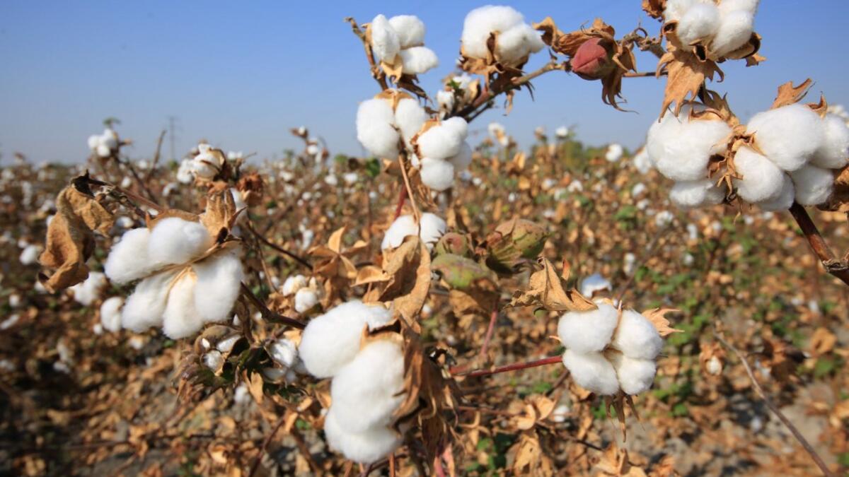 Old Industry, New Vision! Uzbekistan Cotton Undergoing Change Al Bawaba