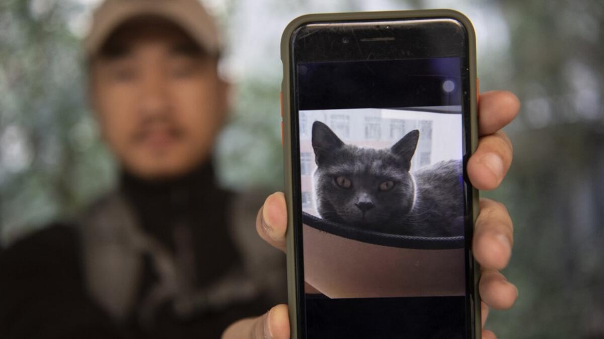 This photo taken on October 23, 2019 shows pet detective Sun Jinrong holding a phone with the picture of a missing cat in a residential compound in Beijing. Private sleuth Sun Jinrong brings heat detectors, tiny surveillance cameras, and a blowdart loaded with a tranquiliser to his search for one desperate client's missing loved one: A cat named Duoduo.  NOEL CELIS / AFP
