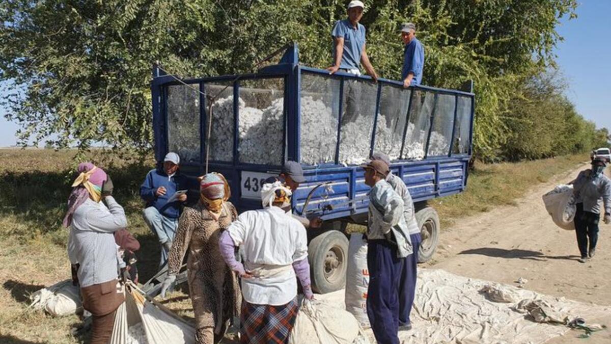 Hand pickers getting their sacks of cotton weighed, the prize for picking 500 kg in a day is a new car (Twitter)