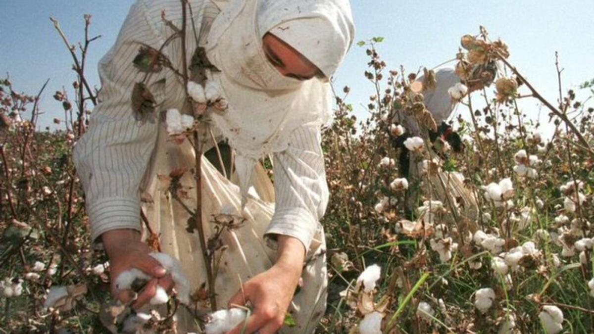Old Industry, New Vision! Uzbekistan Cotton Undergoing Change Al Bawaba