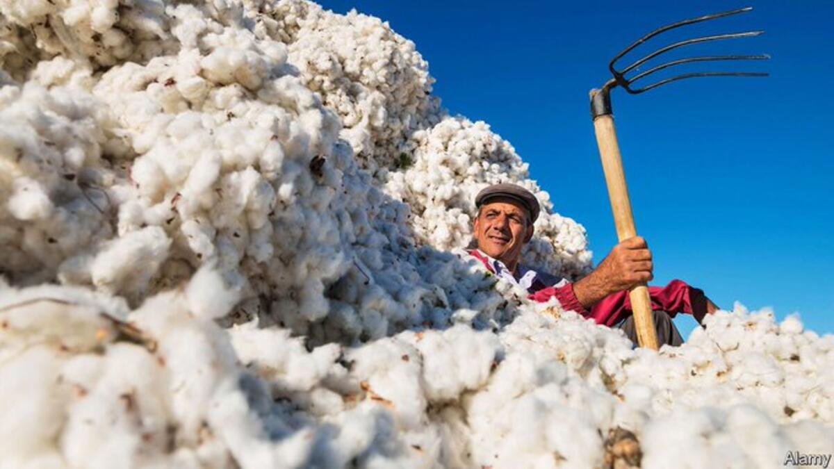 Some big Western retailers are boycotting cotton from Uzbekistan because of the government’s taste for slave labour (Twitter)