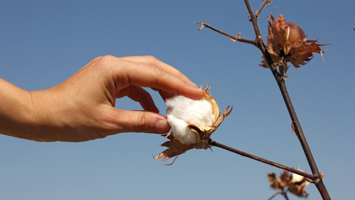 A hand touches a boll of ripe cotton, Uzbekistan (Shutterstock)