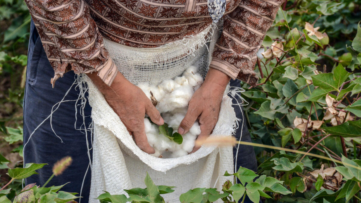 Cotton harvesting. A woman collecting cotton  (Shutterstock)
