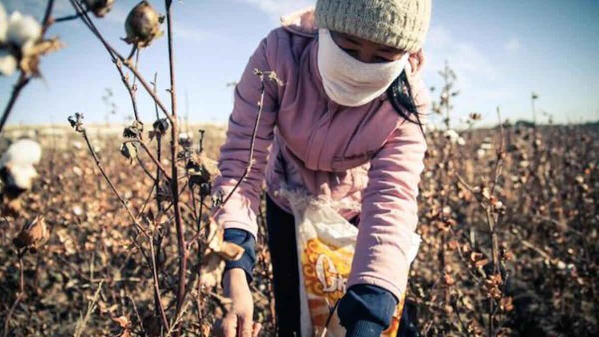 Labour in Uzbekistan cotton fields (Twitter)