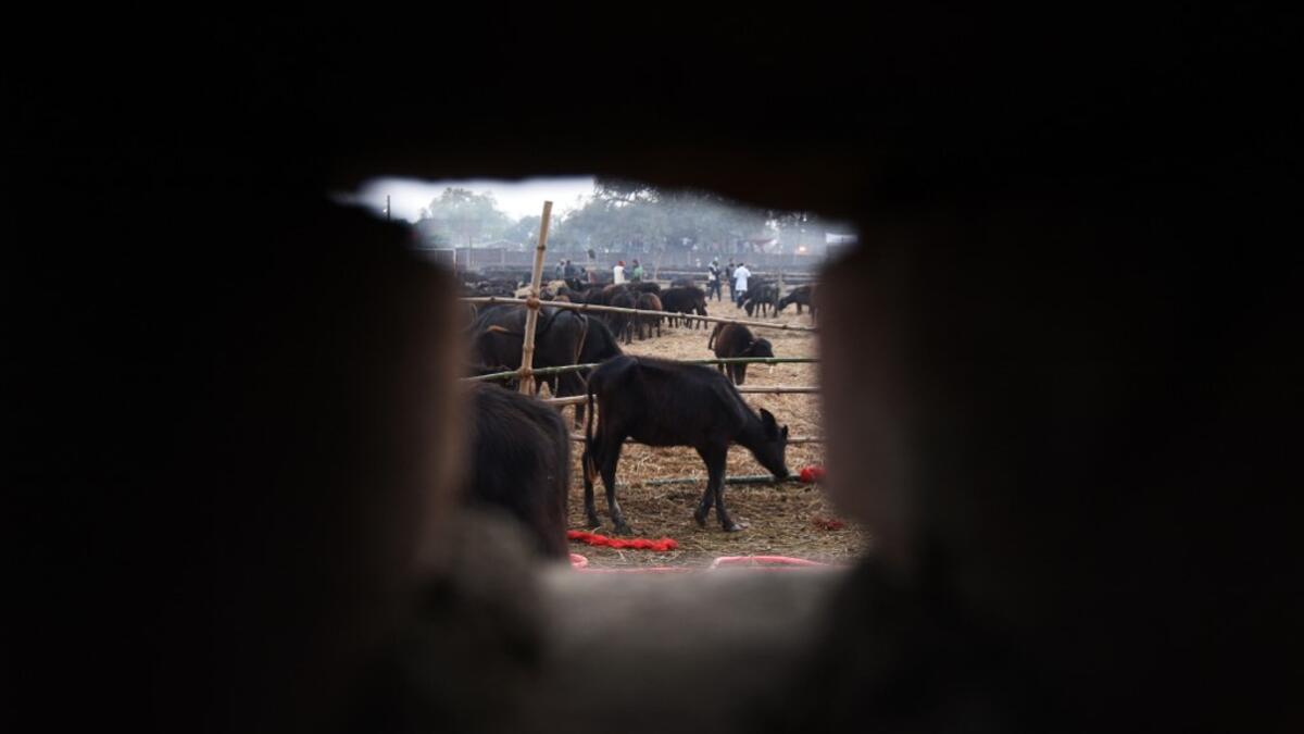 Buffaloes are seen through a hole as they stand in the sacrifice enclosure ahead of Gadhimai Festival in Bariyarpur, 160 km south of the capital Kathmandu, on December 1, 2019. PRAKASH MATHEMA / AFP