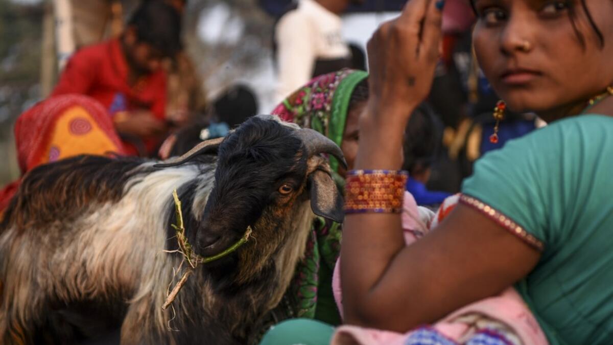 Nepal's Gadhimai Fest is The World's Largest Animal Sacrifice Ritual ...