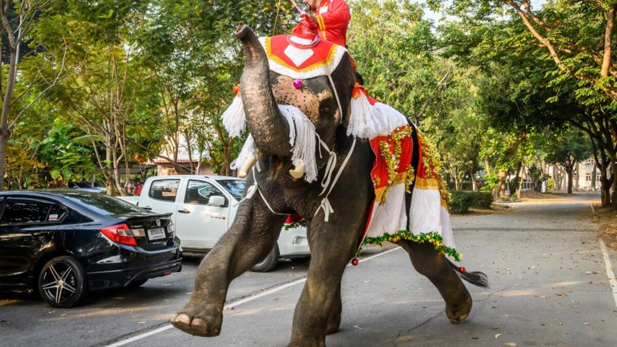 A mahout trains his elephant dressed in a Santa Claus costume before a gift presentation to schoolchildren during Christmas celebrations in Ayutthaya on December 23, 2019. Wearing red and white hats and a string of bells, Thai elephants passed out Christmas gifts to hundreds of schoolchildren on Monday despite growing criticism over using the animals in performances. The annual festive event is organised by a nearby elephant park, whose mahouts or handlers started in the early morning dressing the animals.