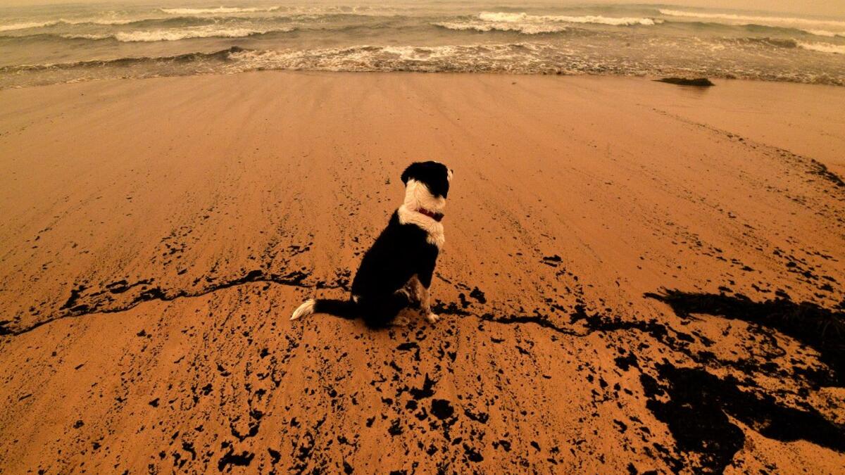 A dog sits amongst ash from bushfires washed up on a beach in Merimbula, in Australia's New South Wales state on January 5, 2020. Australians on January 5 counted the cost from a day of catastrophic bushfires that caused "extensive damage" across swathes of the country and took the death toll from the long-running crisis to 24. SAEED KHAN / AFP