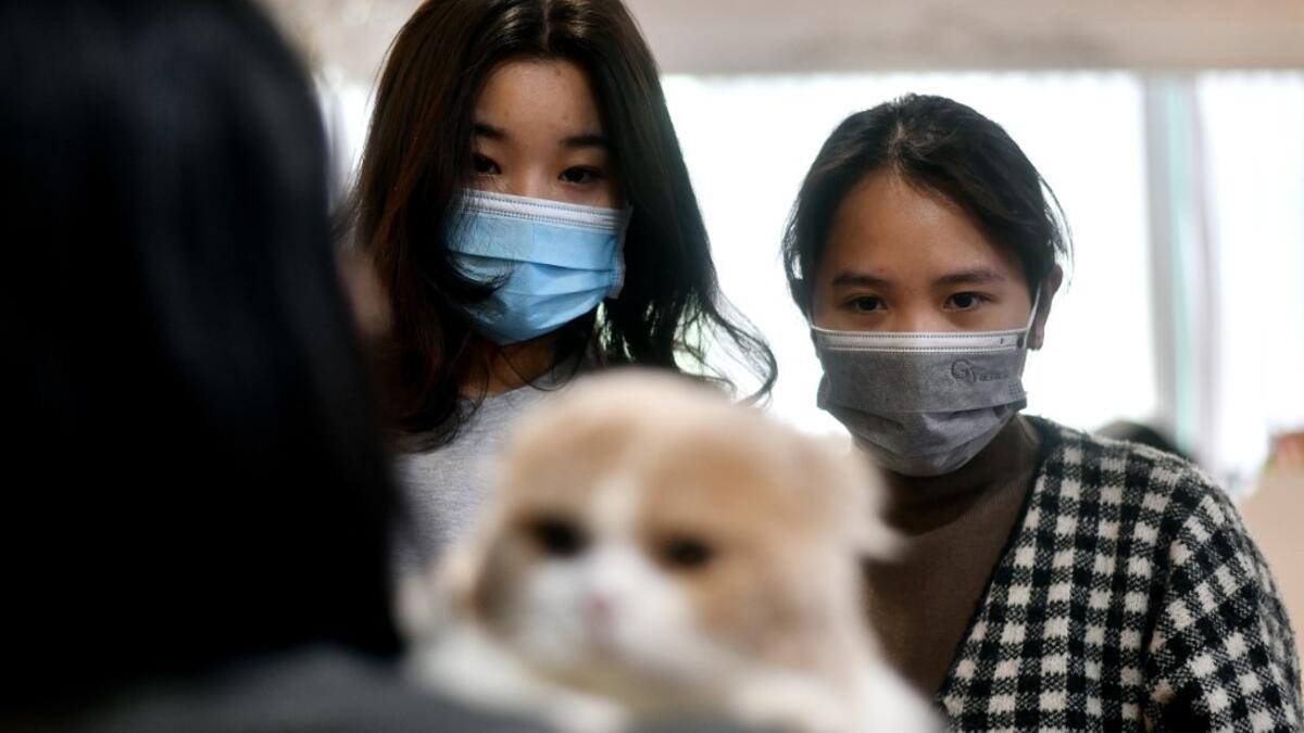 Visitors wearing a protective facemask look at Mochi, a highland fold breed during Vietnam's first national cat show in Hanoi on February 16, 2020. amid concerns of the COVID-19 coronavirus outbreak. Manan VATSYAYANA / AFP