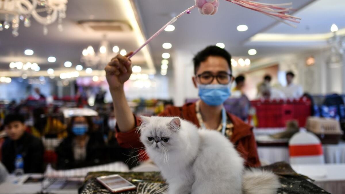 A participant wearing a protective facemask trains his cat Baxo, a Persian breed during Vietnam's first national cat show in Hanoi on February 16, 2020. amid concerns of the COVID-19 coronavirus outbreak. Manan VATSYAYANA / AFP