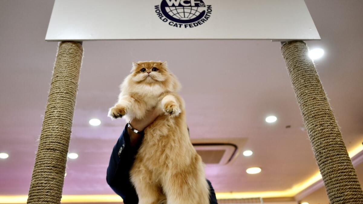 Vietnam Holds Its FirstEver Cat Show But Why? Al Bawaba