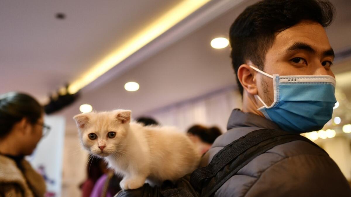 A man wearing a protective facemask carries his kitten on his back-pack during Vietnam's first national cat show in Hanoi on February 16, 2020. amid concerns of the COVID-19 coronavirus outbreak. Manan VATSYAYANA / AFP