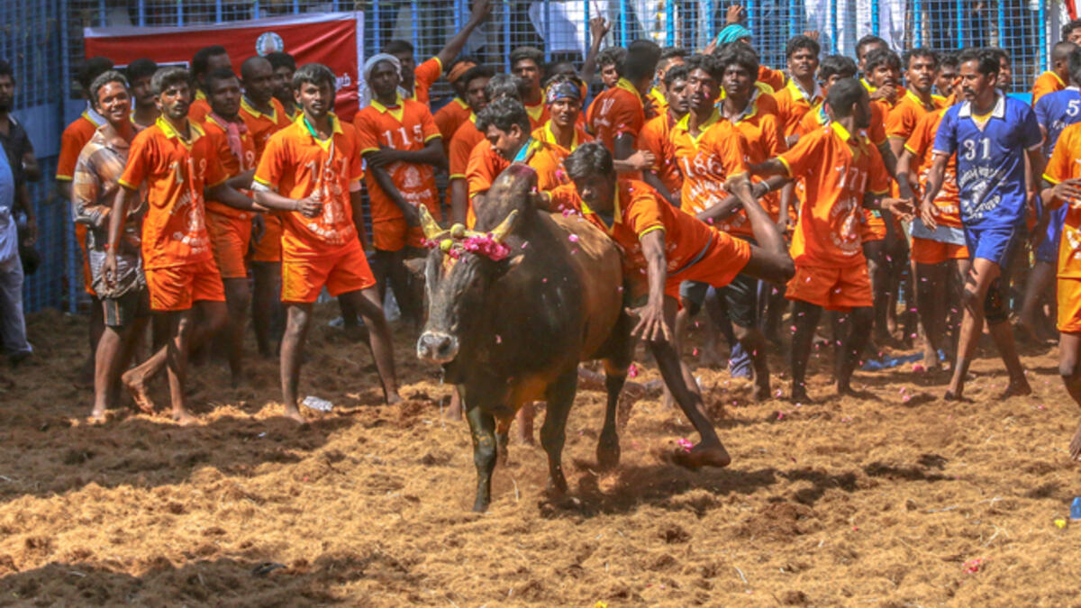 Competitors taking part in the bull taming sport of jallikattu on January 14, 2018. (Shutterstock)