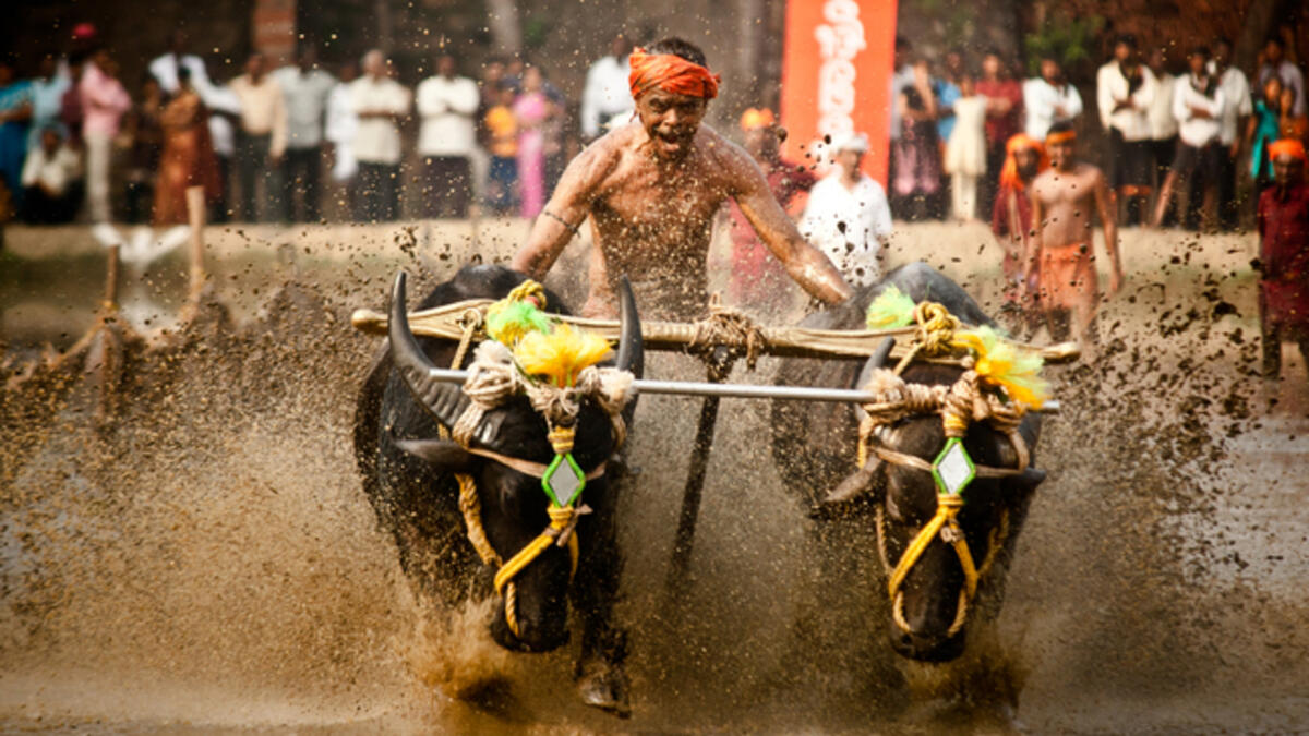 Kambala, an annual buffalo race sport conducted at paddy fields of Kadri. (Shutterstock)