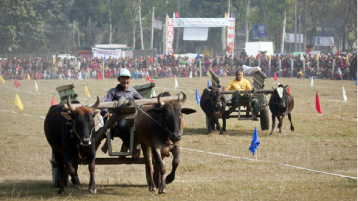 Kambala, an annual buffalo race sport conducted at paddy fields of Kadri. (Shutterstock)