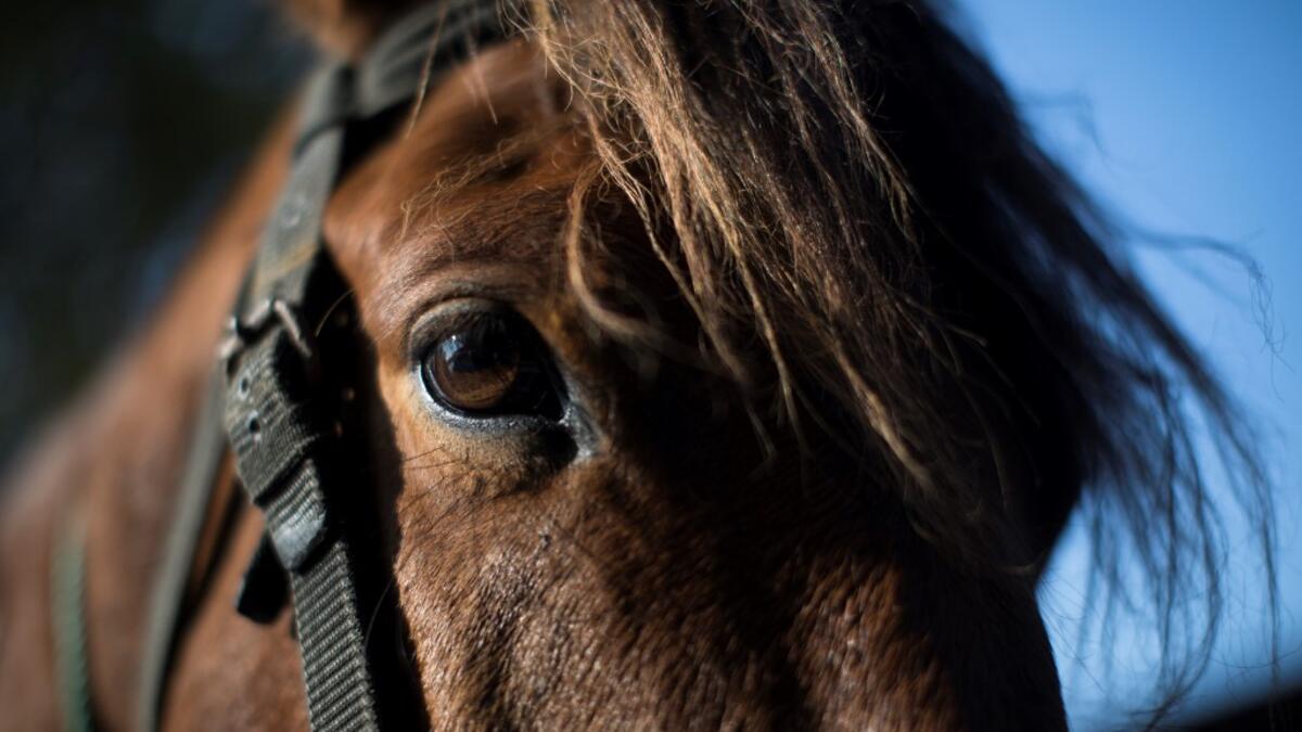 In this photograph taken on January 11, 2020, a Manipuri pony is prepared before riding to Thangmeiband Polo Ground for a 15th Women's State Polo Tournament match, at the at Thangmeiband's Polo Ground stable in Imphal, the capital of the northeastern Indian state of Manipur. Laishram Thadoi's face is a picture of concentration as she adjusts her helmet and prepares to play in Manipur, the remote Indian state regarded as the birthplace of modern polo. Xavier GALIANA / AFP