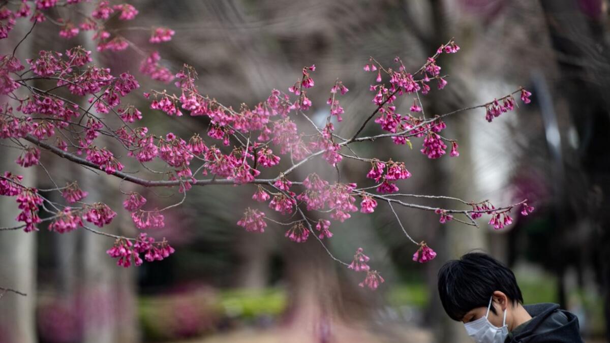 A man wearing a face mask amid fears over the spread of the COVID-19 novel coronavirus walks past bell-flowered cherry trees at Ueno park in Tokyo on March 12, 2020. Philip FONG / AFP
