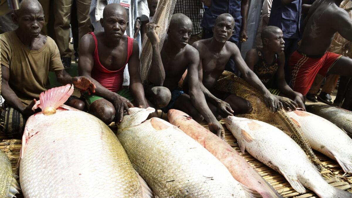 Fishermen display their catch at the revived Argungu fishing and cultural festival at Argungu Town, Kebbi State in northwest Nigeria, on March 14, 2020. Argungu fishing and cultural festival is one of the oldest and most widely attended festivals in the country dating back many generations, featuring series of water competitions and traditional games. The festival returned after 10 years suspension due to insecurity in northwest Nigeria. PIUS UTOMI EKPEI / AFP
