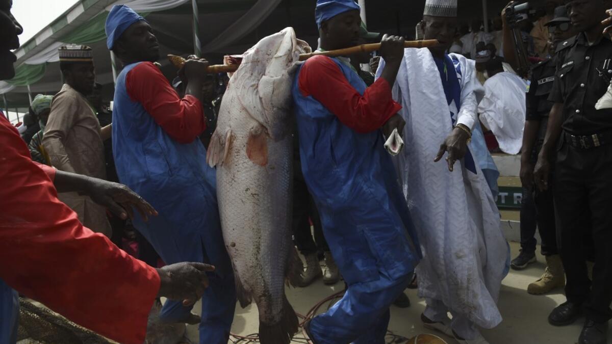 Officials carry a fish to weigh a on a scale at the Argungu fishing and cultural festival at Argungu Town, Kebbi State in northwest Nigeria, on March 14, 2020. Argungu fishing and cultural festival is one of the oldest and most widely attended festivals in the country dating back many generations, featuring series of water competitions and traditional games. The festival returned after 10 years suspension due to insecurity in northwest Nigeria. PIUS UTOMI EKPEI / AFP