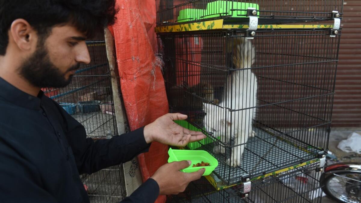 Hundreds of caged cats, dogs and rabbits have been found dead inside pet markets hurriedly shuttered as the coronavirus spread. Animals still alive in the corner of Karachi's sprawling Empress Market where pets are sold were rescued only after activists appealed to the authorities for access. Asif HASSAN / AFP
