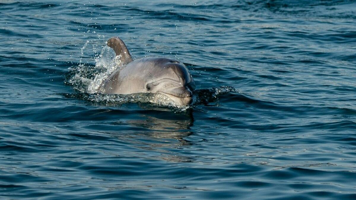 A dolphin swims in the Bosphorus by Galata tower, where sea traffic has nearly come to a halt on April 26, 2020, as the city of 16 million has been under lockdown since April 23rd as part of government measures to stem the spread of the Covid-19 pandemic caused by the novel coronavirus. Yasin AKGUL / AFP