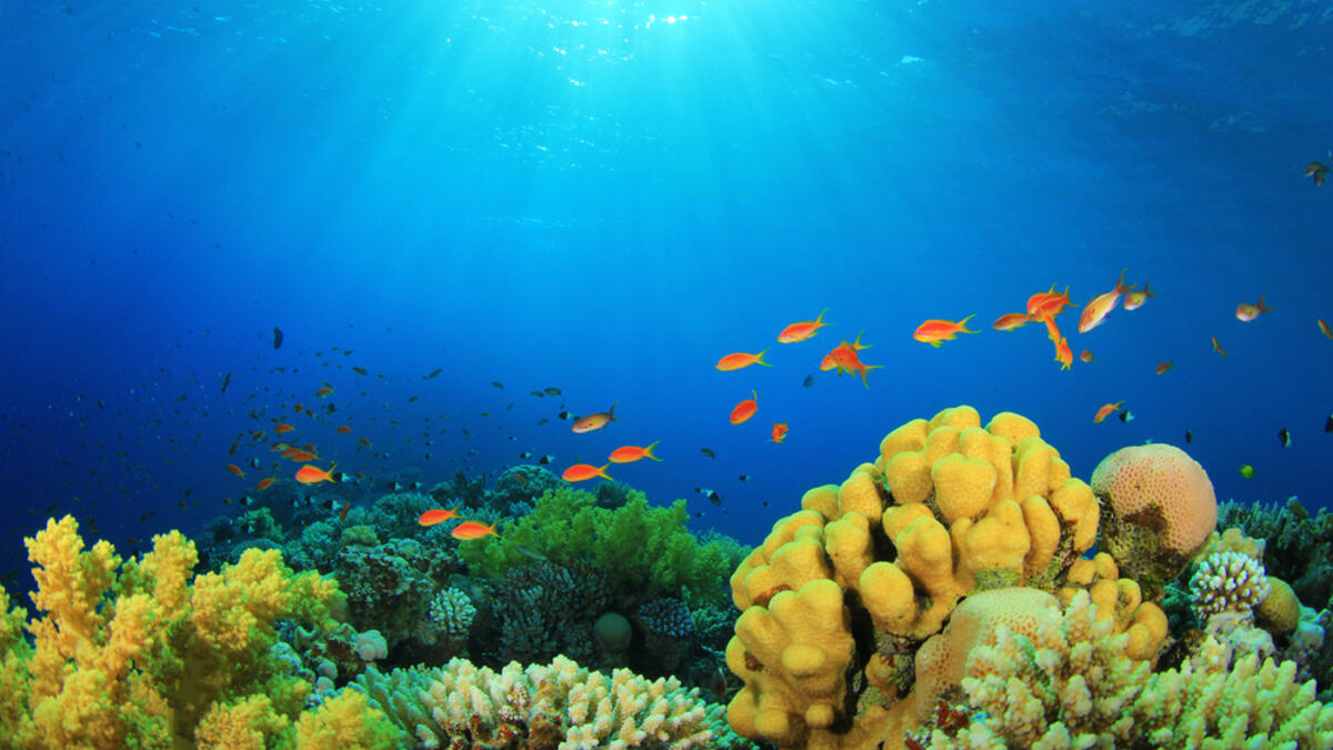Hawaiian coral reef seen strong come back after decades of federal protection. (Shutterstock/ File Photo)