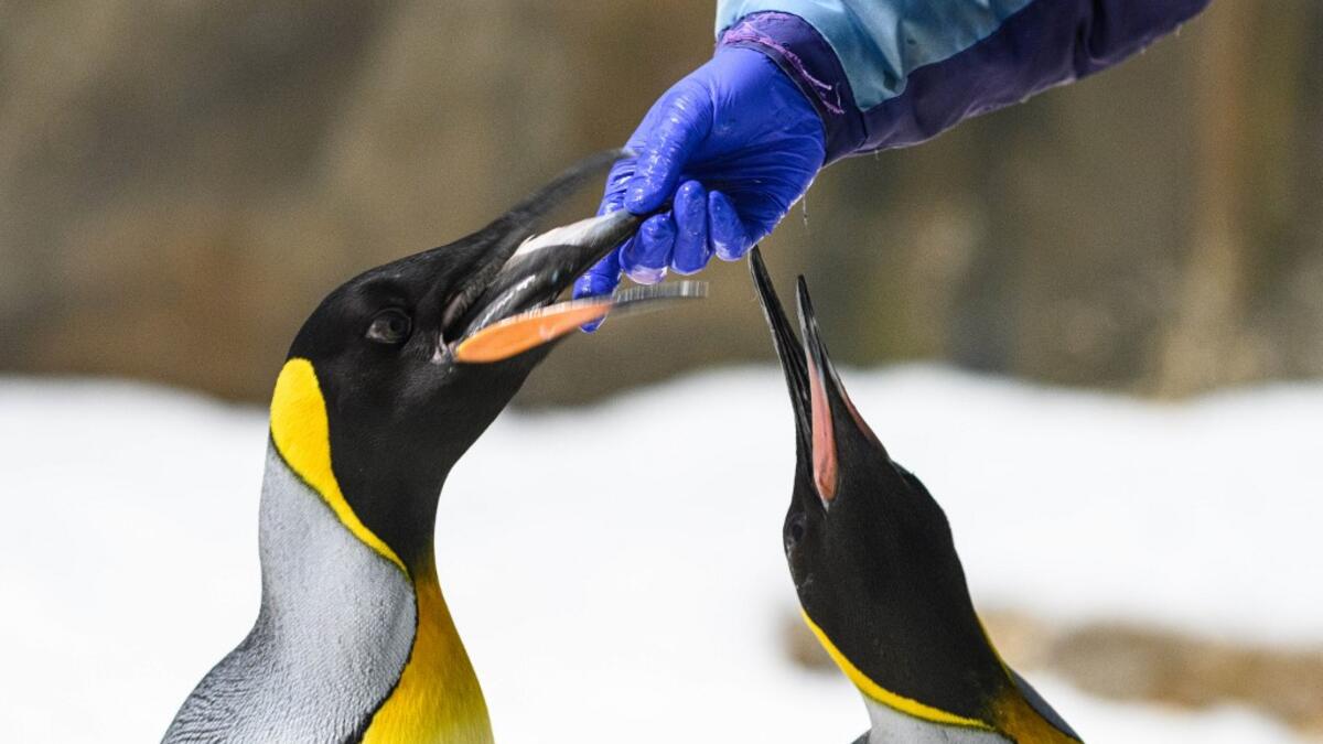 This picture taken on May 4, 2020 shows a marine mammal carer feeding fish to king penguins in their enclosure at the Ocean Park theme park, which is currently closed due to the COVID-19 novel coronavirus, in Hong Kong. Save for an absence of gawping crowds, life for the penguins of Hong Kong's Ocean Park has been much the same during the coronavirus pandemic -- but their carers have worked long shifts to keep the monochrome troupe healthy. Anthony WALLACE / AFP