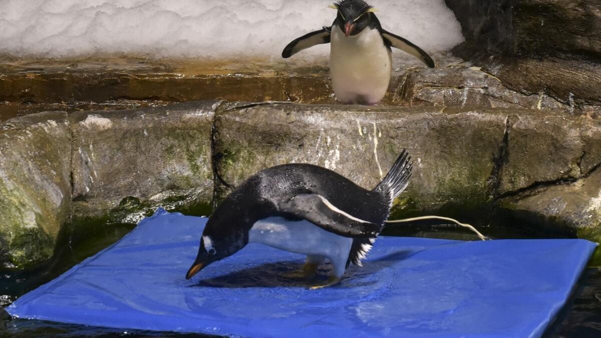 This picture taken on May 4, 2020 shows a rockhopper penguin (top) looking at a gentoo penguin on a floating mat in their enclosure at the Ocean Park theme park, which is currently closed due to the COVID-19 novel coronavirus, in Hong Kong. Save for an absence of gawping crowds, life for the penguins of Hong Kong's Ocean Park has been much the same during the coronavirus pandemic -- but their carers have worked long shifts to keep the monochrome troupe healthy.Richard A. Brooks / AFP