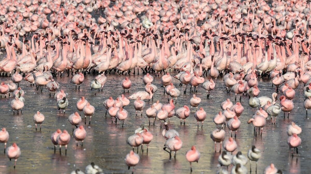 Flocks of flamingos stand in a pond in Navi Mumbai on May 14, 2020. Punit PARANJPE / AFP