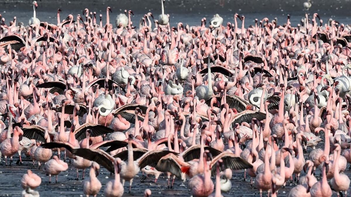 Flamingos spread their wings as they stand among others in a pond in Navi Mumbai on May 14, 2020. Punit PARANJPE / AFP
