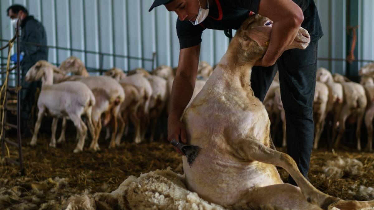 A Uruguayan sheep shearer works at a cattle farm in Villabraz in the province of Leon in northern Spain on May 15, 2020. Some 258 Uruguayan shearers arrived in Spain on a plane from Montevideo this week to participate in a campaign in different parts of Spain. They underwent check-ups for the novel coronavirus before leaving Uruguay and before starting work in Spain where they will stay until July 20. CESAR MANSO / AFP