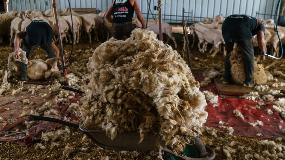 Uruguayan sheep shearers work at a cattle farm in Villabraz in the province of Leon in northern Spain on May 15, 2020. Some 258 Uruguayan shearers arrived in Spain on a plane from Montevideo this week to participate in a campaign in different parts of Spain. They underwent check-ups for the novel coronavirus before leaving Uruguay and before starting work in Spain where they will stay until July 20. CESAR MANSO / AFP