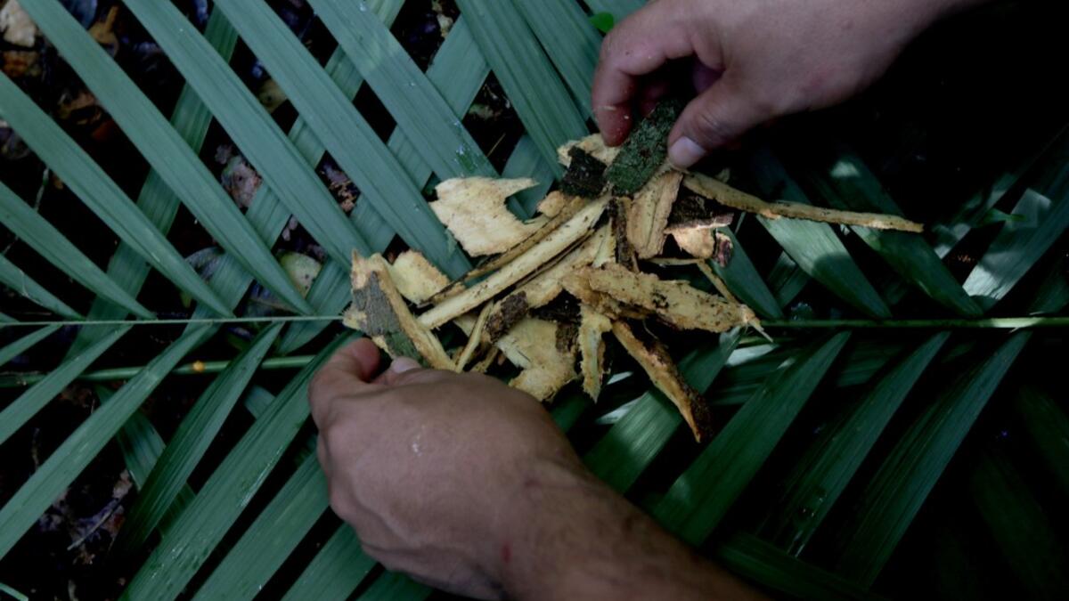 Satere-Mawe indigenous leader Andre Satere, 38, collects carapanauba, a native plant of the Amazon rainforest used as medicinal herb, to treat people showing symptoms of the novel coronavirus COVID-19 in their community Wakiru, in Taruma neighbourhood, a rural area west of Manaus, Amazonas State, Brazil, on May 17, 2020. Ricardo OLIVEIRA / AFP
