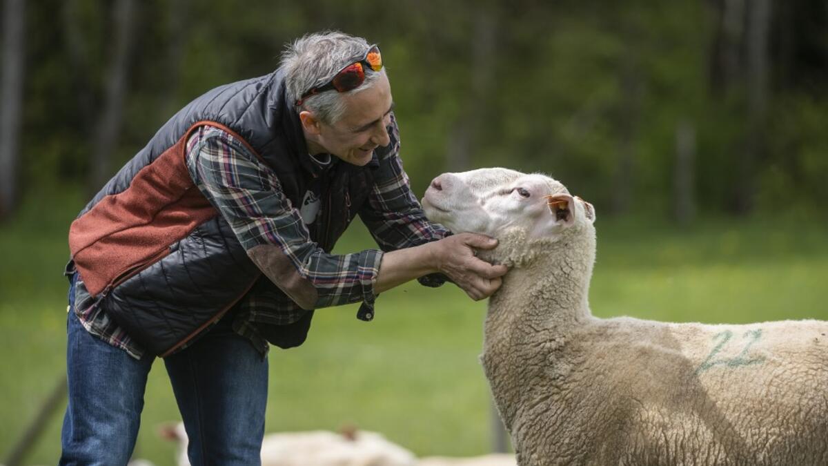 Ruslan Kozynko stands on a meadow of the "Frontiera Ranch" in the Masuria - polish lake region, May 15, 2020. The sheep and cows are in the meadow, the cheese is ripening in a room on the ground floor -- just the kind of scene attracting increasing numbers of Polish cityslickers away from the urban jungle. Wojtek RADWANSKI / AFP
