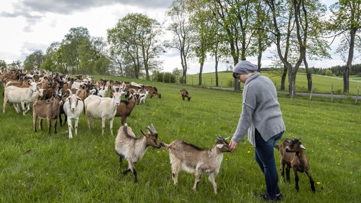Izabela Ciesielska owner of the "Nad Arem" farm specialised in goat cheese - is seen among the goat herd in the meadow in the Masuria - polish lake region, May 15, 2020. The sheep and cows are in the meadow, the cheese is ripening in a room on the ground floor -- just the kind of scene attracting increasing numbers of Polish city-slickers away from the urban jungle. Wojtek RADWANSKI / AFP