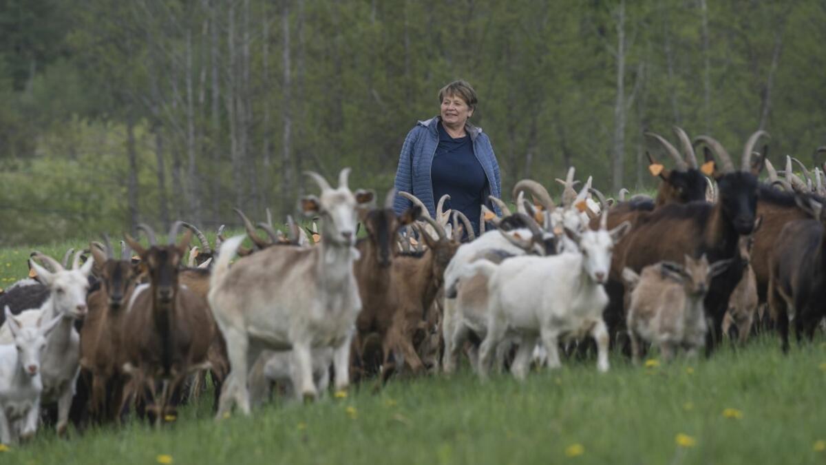 Helena Wroblewska owner of the "Nad Arem" farm specialised in goat cheese - is seen among the goat herd in the meadow in the Masuria - polish lake region, May 15, 2020. The sheep and cows are in the meadow, the cheese is ripening in a room on the ground floor -- just the kind of scene attracting increasing numbers of Polish cityslickers away from the urban jungle. Wojtek RADWANSKI / AFP