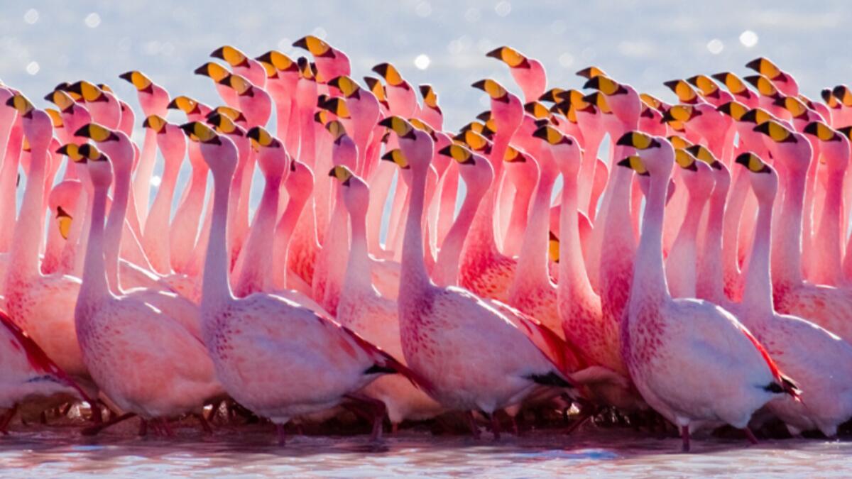Flocks of flamingos in a pond in Navi Mumbai (themindunleashed)