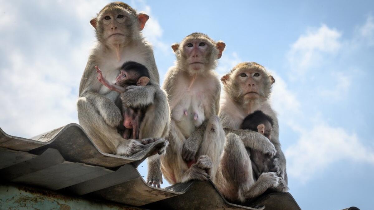 This picture taken on June 20, 2020 shows longtail macaques sitting on a rooftop in the town of Lopburi, some 155km north of Bangkok. Lopburi's monkey population, which is the town's main tourist attraction, doubled to 6,000 in the last three years, forcing authorities to start a sterilisation campaign. Mladen ANTONOV / AFP