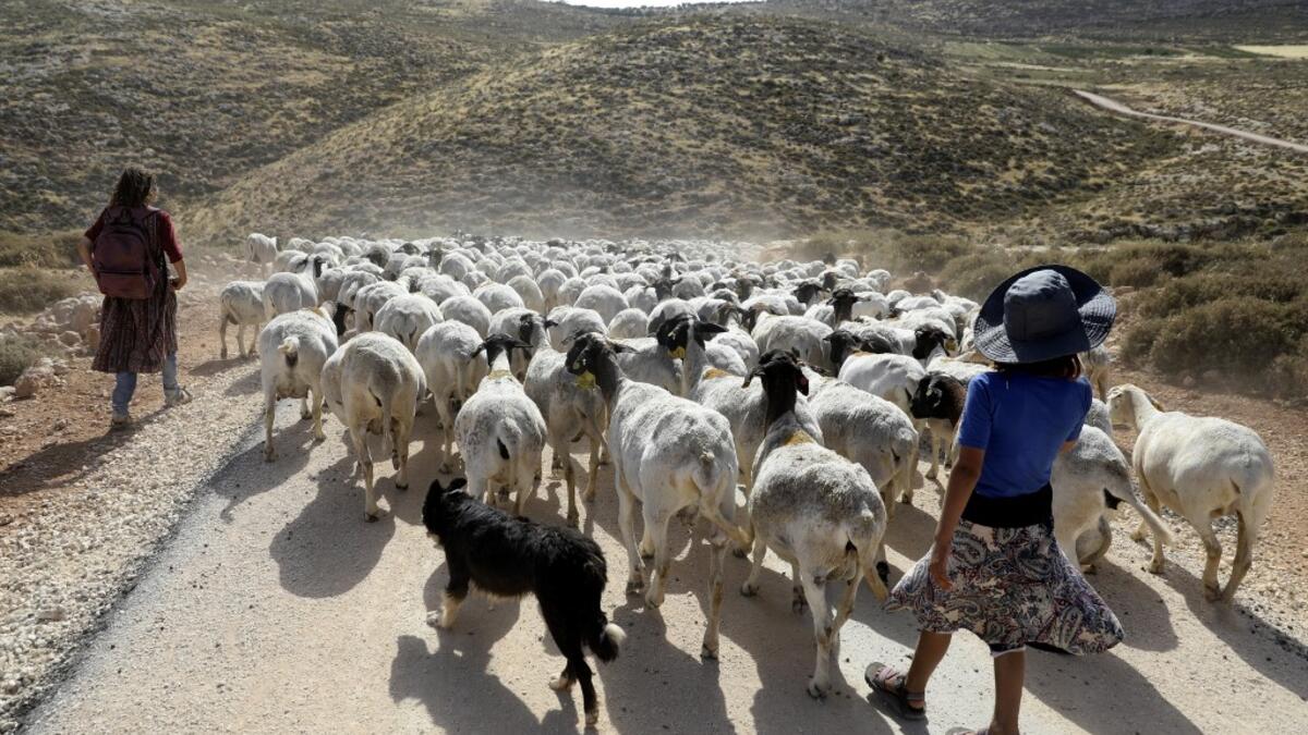 Young women walk a herd of sheep belonging to settlers from a nearby outpost of Itamar settlement, southeast of the Palestinian city of Nablus, on June 8, 2020 in the occupied West Bank. The government of Israeli Prime Minister Benjamin Netanyahu has said it could begin the process to annex Jewish settlements in the West Bank as well as the strategic Jordan Valley from July 1. The plan -- endorsed by Washington -- would see the creation of a Palestinian state, but on reduced territory, and without Palestini