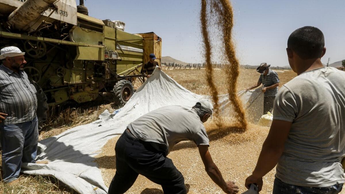 Syrian Farmers Rush to Harvest And Beat The Crunch! Al Bawaba