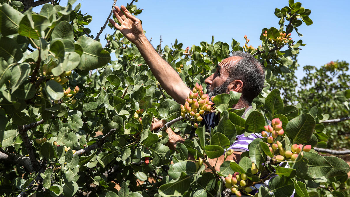 A pistachio farmer tends to a tree at a pistachio orchard in the village of Maan, north of Hama in west-central Syria on June 24, 2020. Pistachio farmers in central Syria are hoping that reduced violence will help revive cultivation of what was once one of the country's top exports. LOUAI BESHARA / AFP