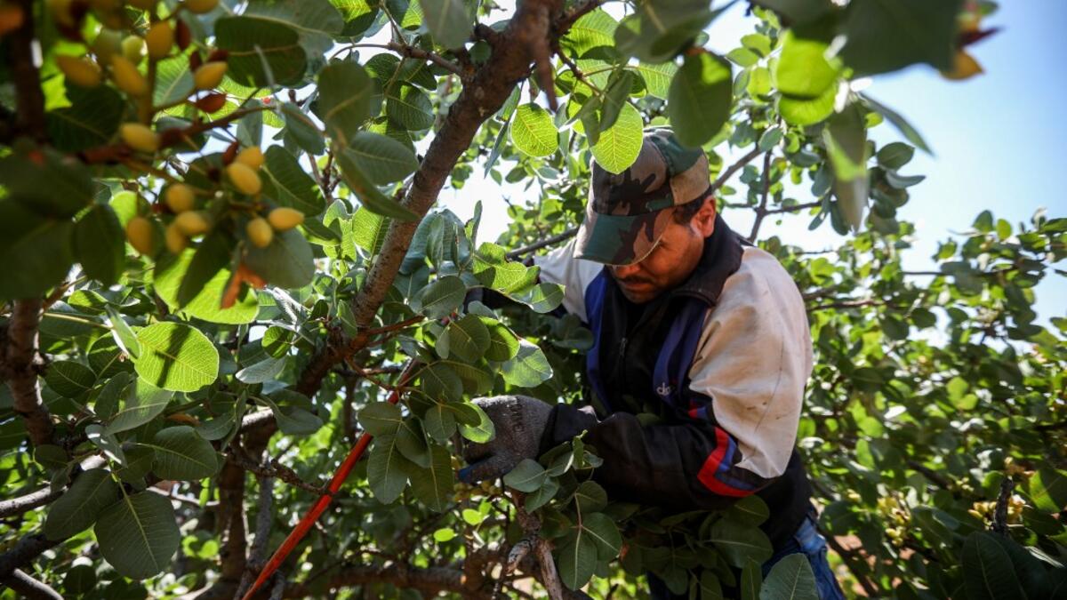 famed for its pistachio production, was controlled for years by jihadists and their rebel allies but it fell to the government at the start of the year following a months-long offensive. And as violence subsided, many formerly displaced farmers have returned, hoping this season will mark the revival of what was once a leading industry. LOUAI BESHARA / AFP