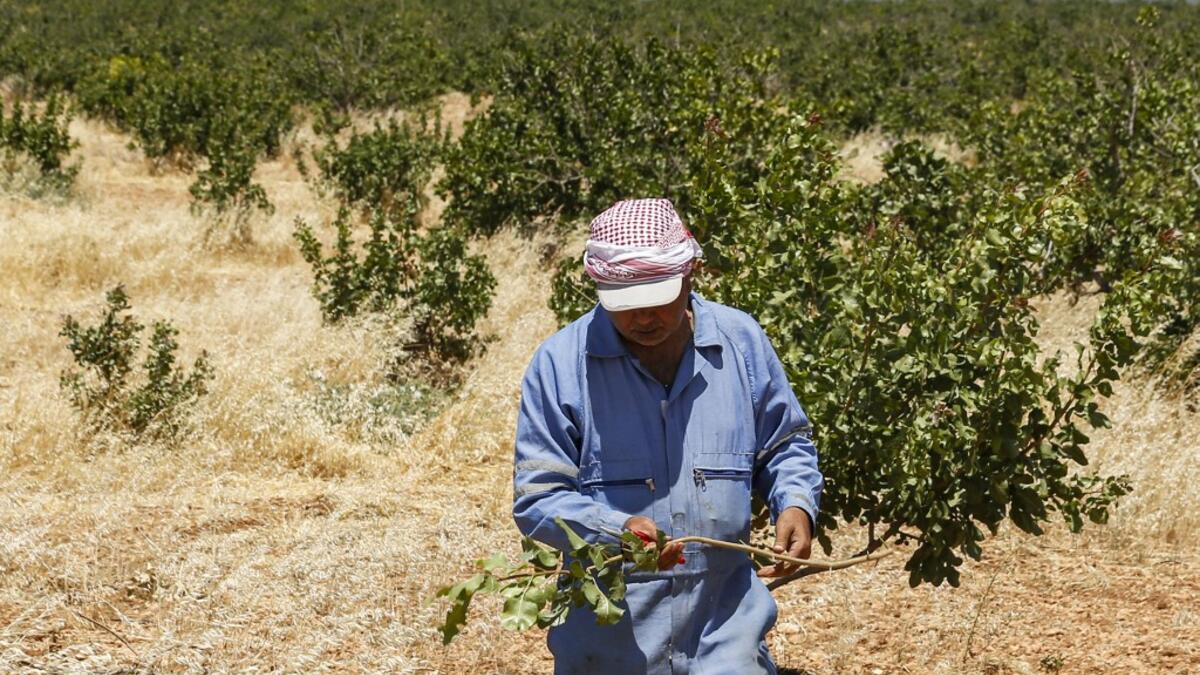 A pistachio farmer walks with a clipped branch amongst trees at a pistachio orchard in the village of Maan, north of Hama in west-central Syria on June 24, 2020. LOUAI BESHARA / AFP