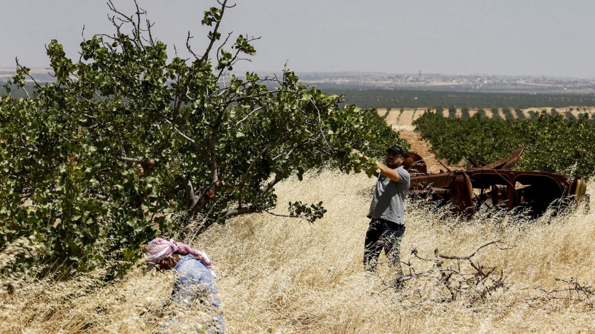 Pistachio farmers tend to a tree at a pistachio orchard in the village of Maan, north of Hama in west-central Syria on June 24, 2020. Pistachio farmers in central Syria are hoping that reduced violence will help revive cultivation of what was once one of the country's top exports. Maan, famed for its pistachio production, was controlled for years by jihadists and their rebel allies but it fell to the government at the start of the year following a months-long offensive. LOUAI BESHARA / AFP