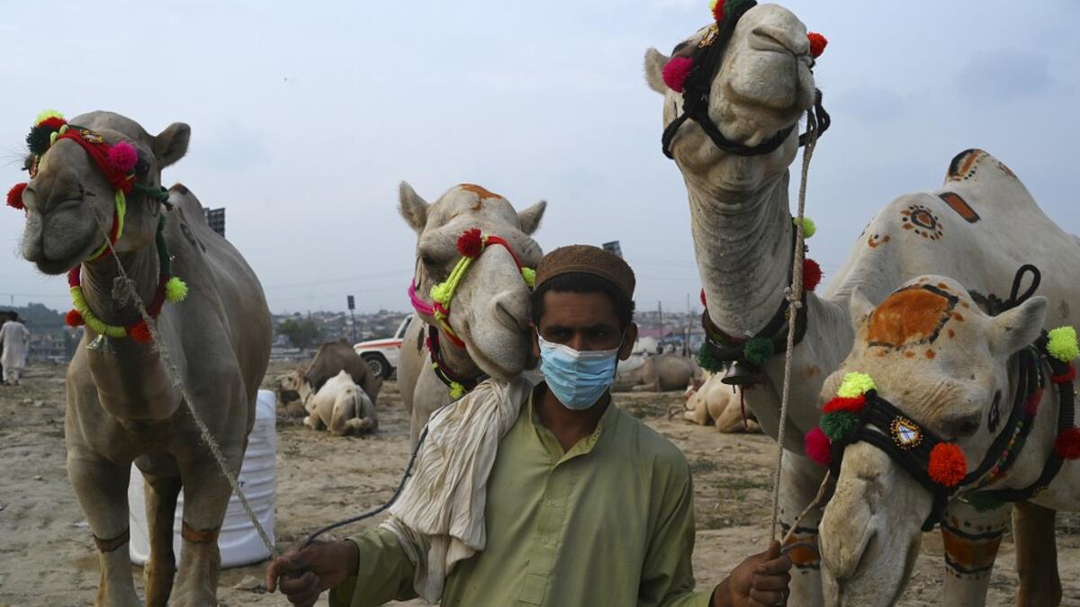 A trader wearing a facemask as a preventive measure against the spread of the COVID-19 coronavirus, as he hold his camels while waiting for customers at a cattle market set up for the upcoming Muslim festival Eid al-Adha also called "Festival of the Sacrifice", in Rawalpindi on July 20, 2020.  Aamir QURESHI / AFP