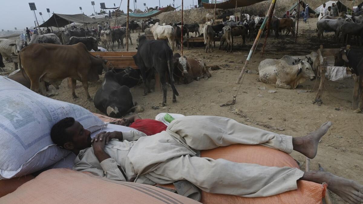 Traders rest at a cattle market set up for the upcoming Muslim festival Eid al-Adha also called "Festival of the Sacrifice", in Rawalpindi on July 20, 2020. Aamir QURESHI / AFP