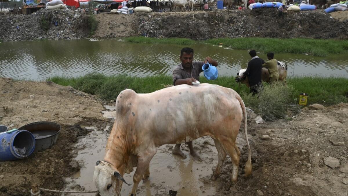 Traders give bath to bulls at a cattle market set up for the upcoming Muslim festival Eid al-Adha also called "Festival of the Sacrifice", in Rawalpindi on July 20, 2020. Aamir QURESHI / AFP