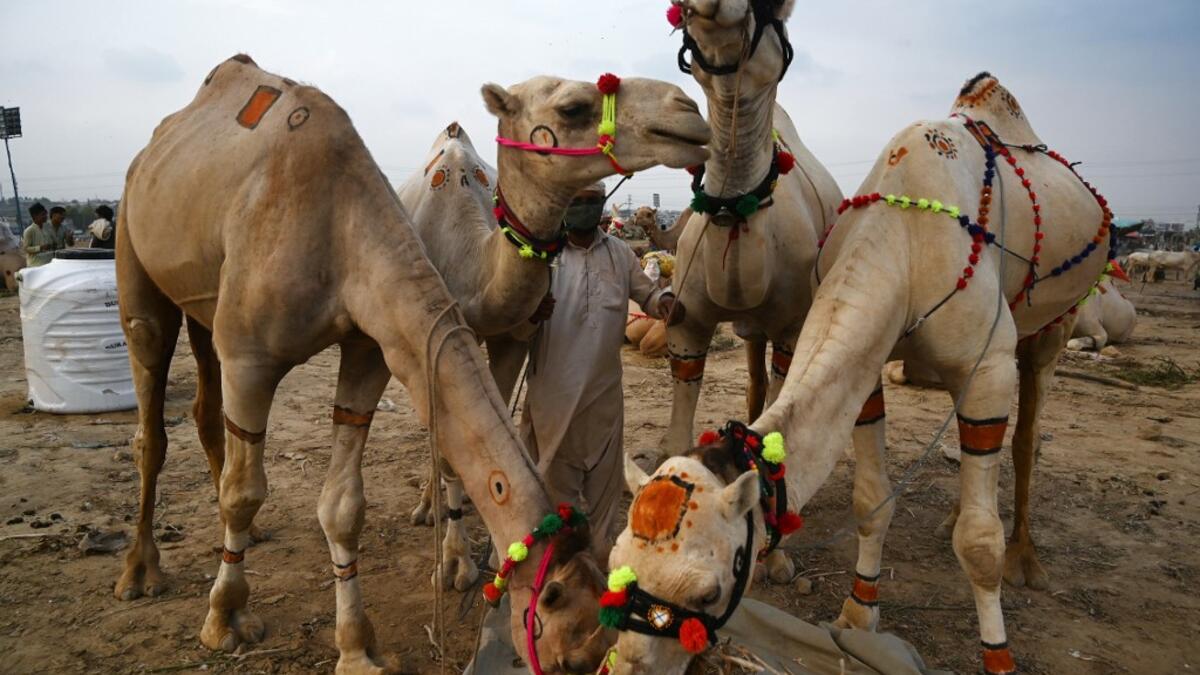 In Pakistan Muslims Prepare For Eid Al Adha Al Bawaba
