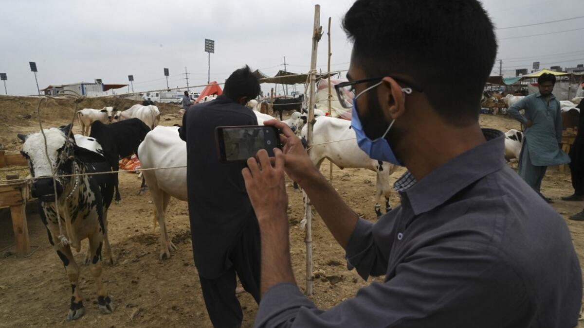 A Muslim customer takes a photo of a cow at a cattle market set up for the upcoming Muslim festival Eid al-Adha also called "Festival of the Sacrifice", in Rawalpindi on July 20, 2020. Aamir QURESHI / AFP