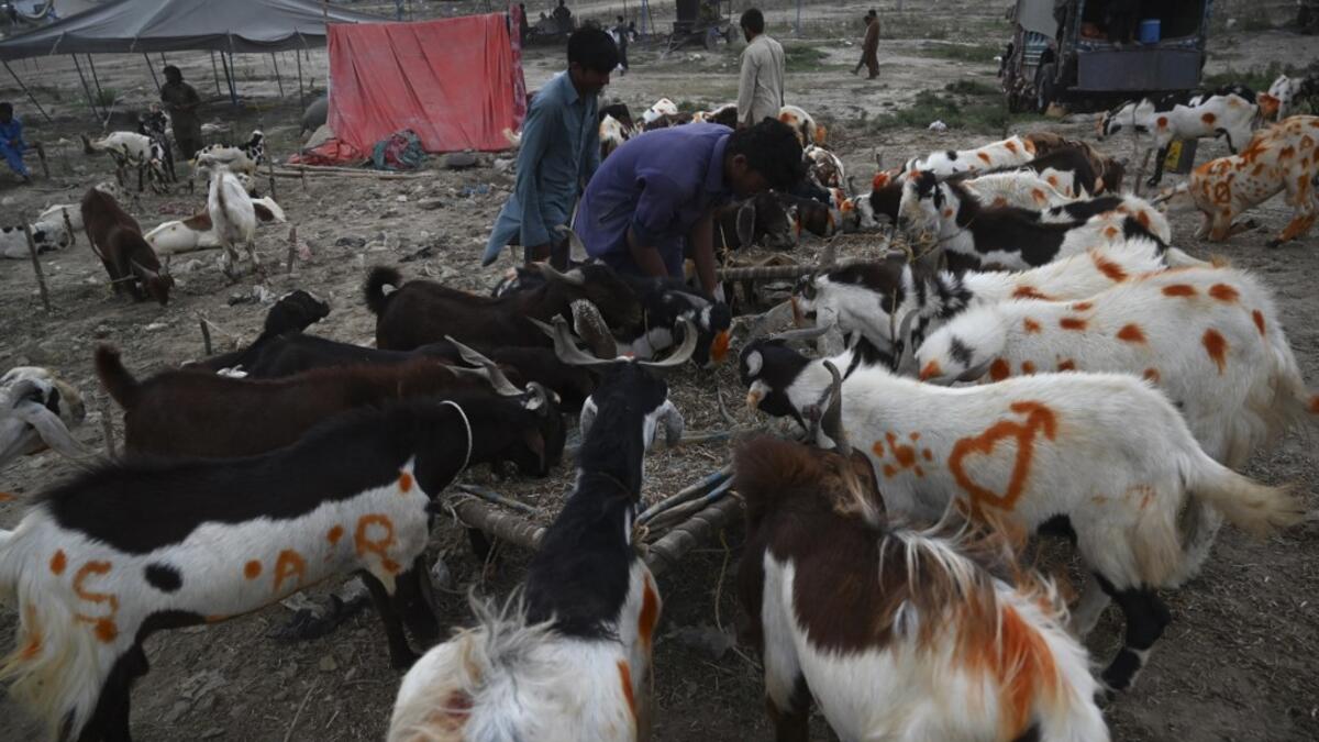 Traders feed goats at a cattle market set up for the upcoming Muslim festival Eid al-Adha also called "Festival of the Sacrifice", in Rawalpindi on July 20, 2020. Aamir QURESHI / AFP